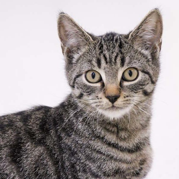 Kater Ajax / © 2021 Arche KaNaum (DN)