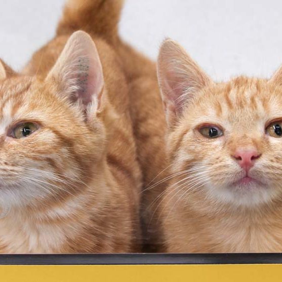 Kätzinnen Bärbel und Heide / © 2022 Arche KaNaum (DN)