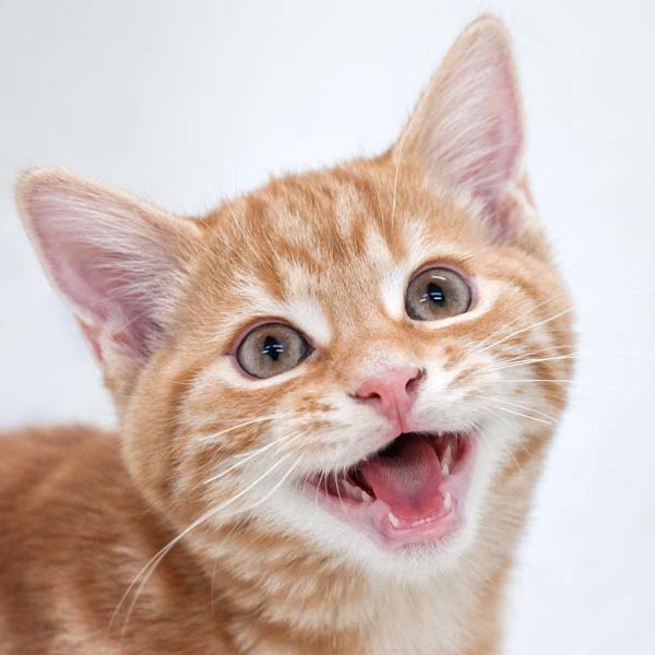 Kater Kenny  /  © 2021 Arche KaNaum (DN)