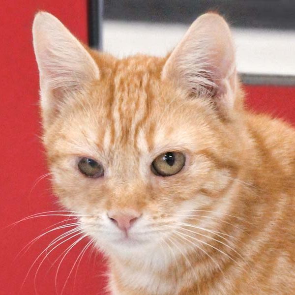 Kätzin Bärbel / © 2022 Arche KaNaum (DN)