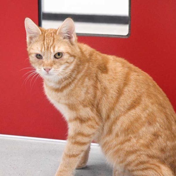 Kätzin Bärbel / © 2022 Arche KaNaum (DN)