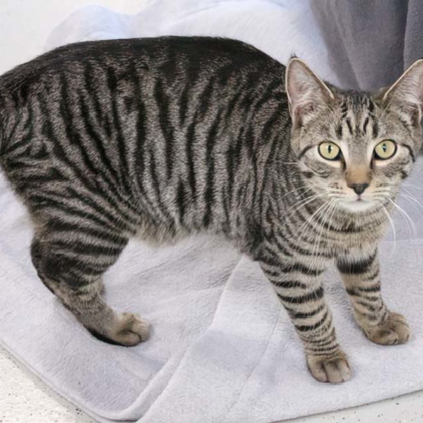 Kater Ajax / © 2022 Arche KaNaum (DN)