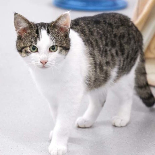 Kater Gino / © 2021 Arche KaNaum (DN)