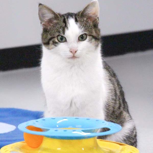 Kater Gino / © 2021 Arche KaNaum (DN)