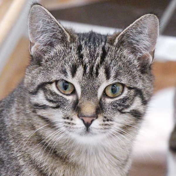 Kätzin Gloria / © 2021 Arche KaNaum (DN)