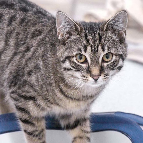 Kätzin Gloria / © 2021 Arche KaNaum (DN)