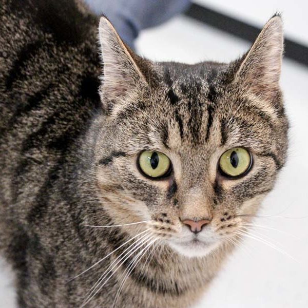 Kater Carlo / © 2021 Arche KaNaum (DN)