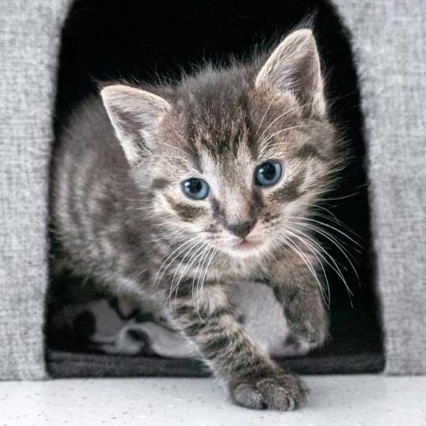 Kätzin Bonnie / © 2021 Arche KaNaum (NH)