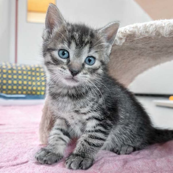 Kätzin Florentine / © 2021 Arche KaNaum (NH)