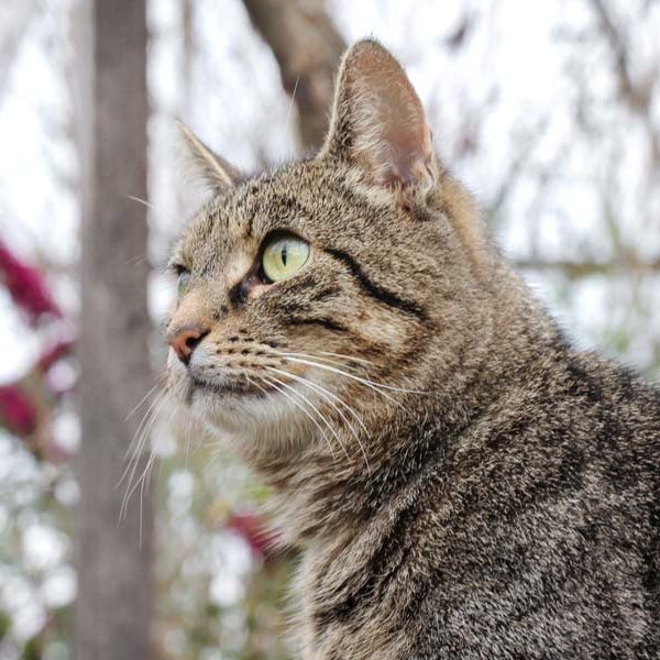 Kater Carlo / © 2021 Arche KaNaum (DN)