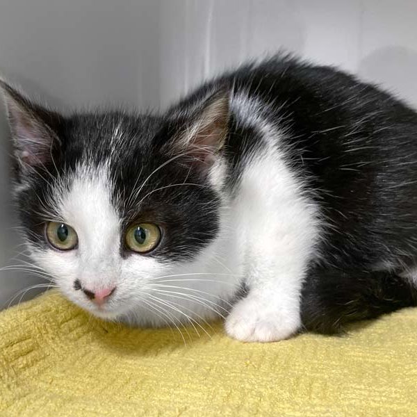 Kätzin Gypsy / © 2022 Arche KaNaum (DN)