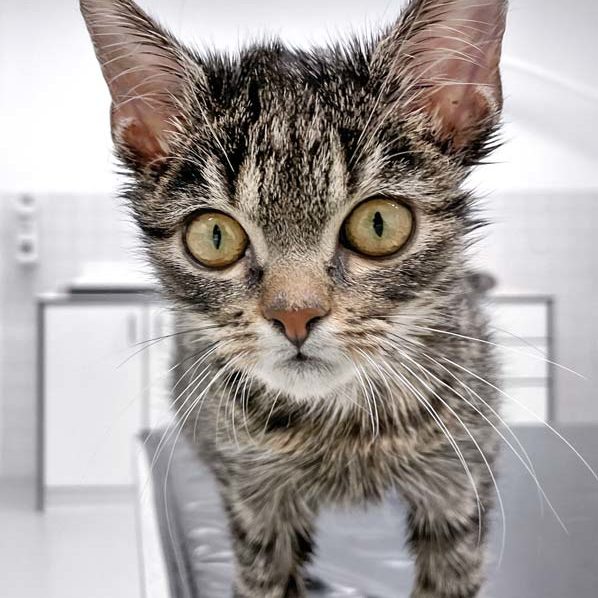 Kater Semmel bei seiner Ankunft / © 2022 Arche KaNaum (DN)