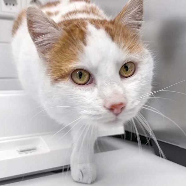 Kater Pablo / © 2022 Arche KaNaum (DN)