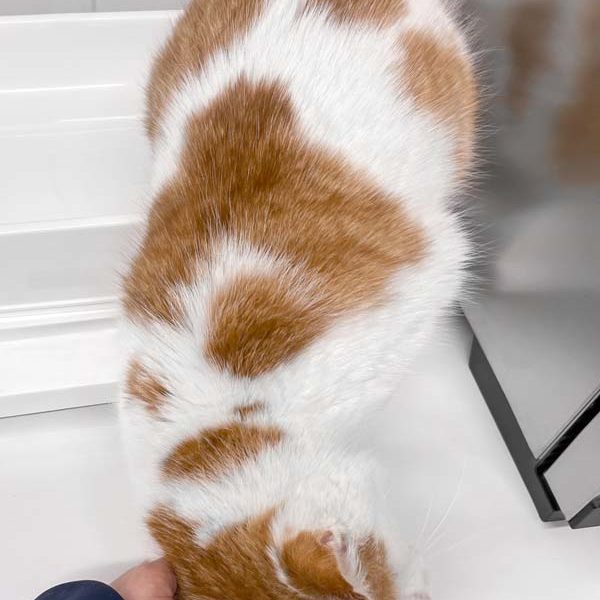 Kater Pablo / © 2022 Arche KaNaum (DN)