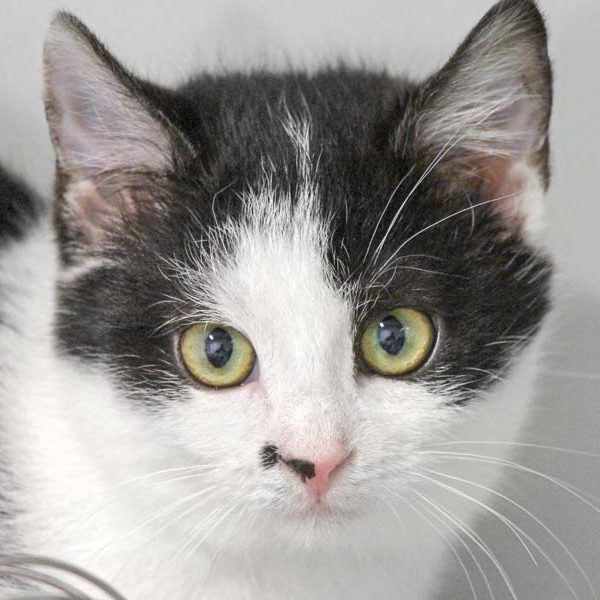 Kätzin Gypsy / © 2022 Arche KaNaum (DN)