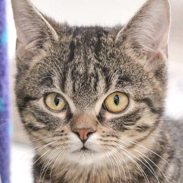 Kater Semmel / © 2022 Arche KaNaum (DN)