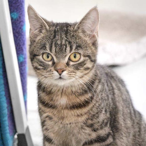 Kater Semmel / © 2022 Arche KaNaum (DN)