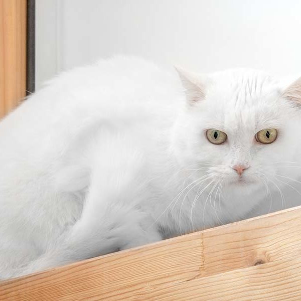 Kätzin Lilli / © 2022 Arche KaNaum (NH)