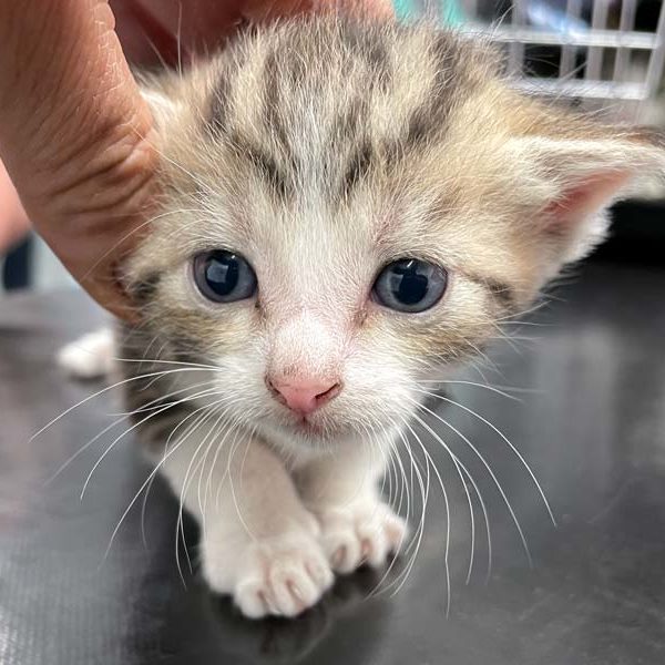 Kätzin June kurz nach ihrer Ankunft   /  © 2022 Arche KaNaum (DN)