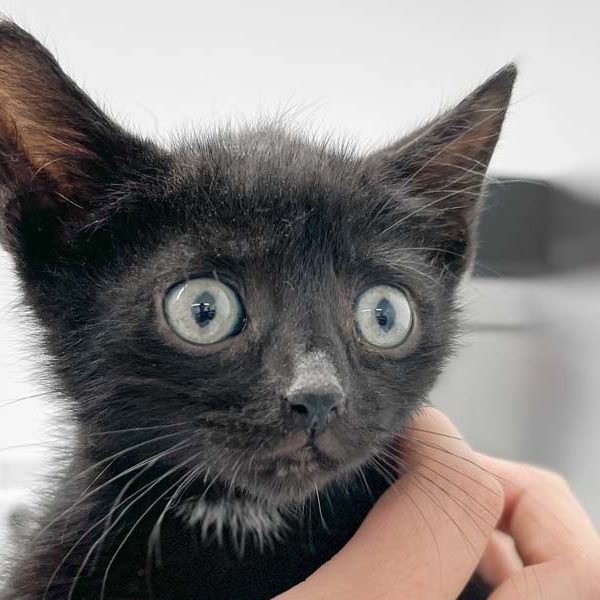 Kater Stitch kurz nach seiner Ankunft / © 2022 Arche KaNaum (DN)