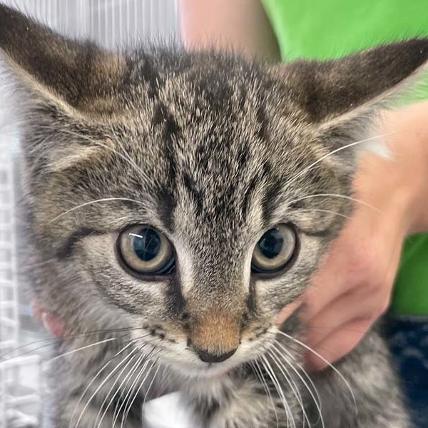 Kater Reno kurz nach seiner Ankunft  /  © 2022 Arche KaNaum (DN)