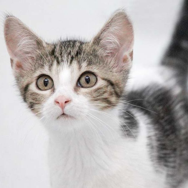 Kätzin June  /  © 2022 Arche KaNaum (DN)