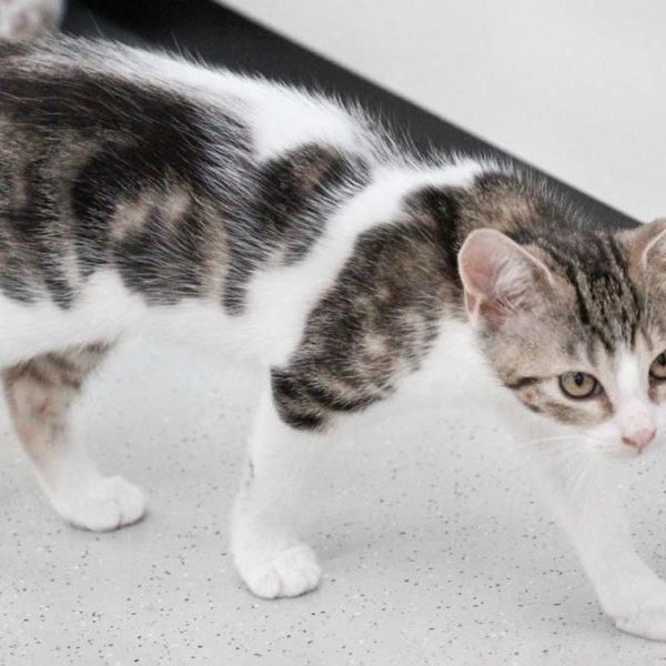 Kätzin June  /  © 2022 Arche KaNaum (DN)