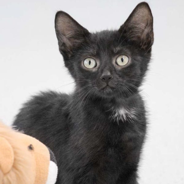 Kater Stitch / © 2022 Arche KaNaum (DN)